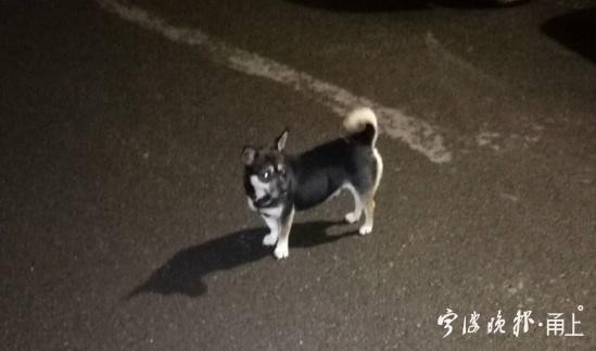 @宁波爱犬人士，流浪犬免费领养来了！71岁温阿姨成为宁波市首个领养人