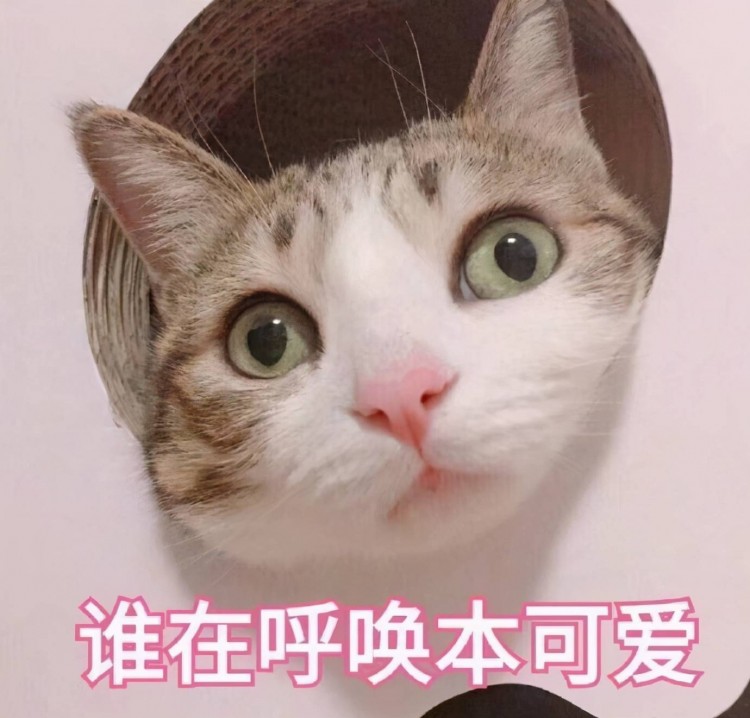 盘点三种最“忠诚”的猫和三种最“白眼狼”的猫，有你的家吗？