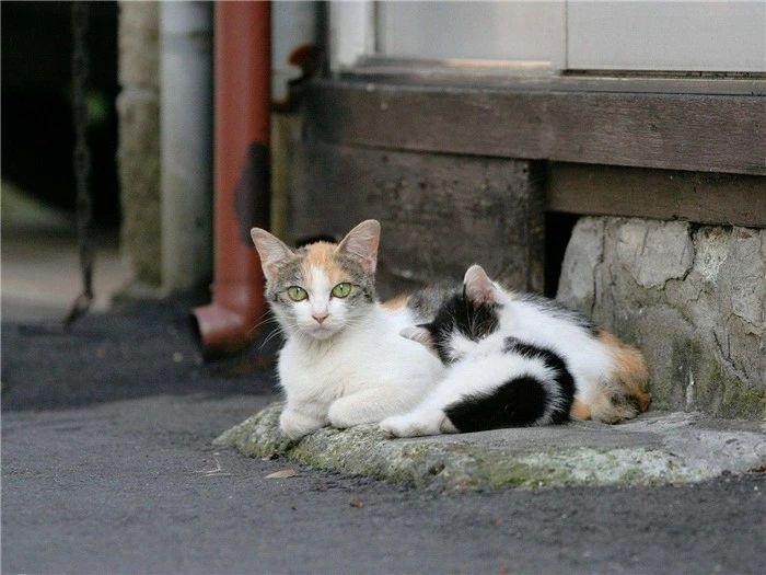 宠物猫被抛弃后经历的四种遭遇，艰难求生的模样让人怜悯又心疼