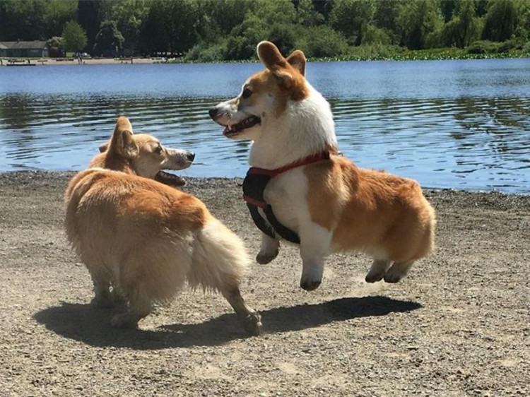 辟谣，宠物狗并不需断尾！错位断尾将导致爱犬终身难以维持平衡