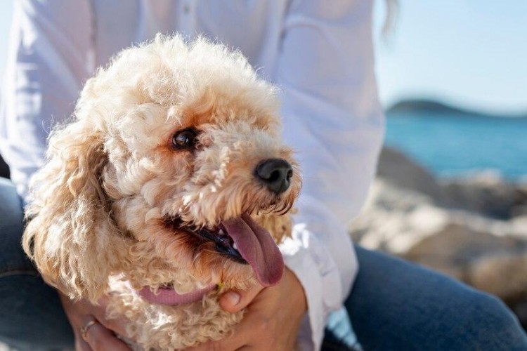 贵宾犬保养攻略贵宾犬要怎么保养