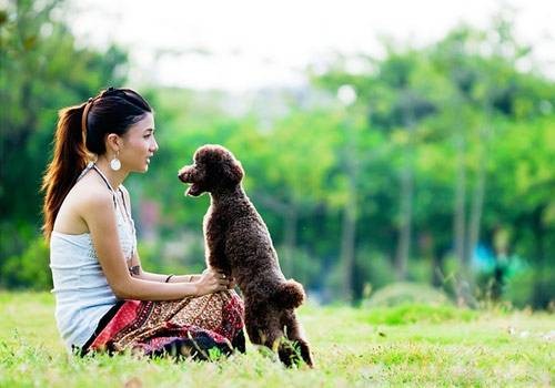 一只贵宾犬好不好只要看这5点就足够了！