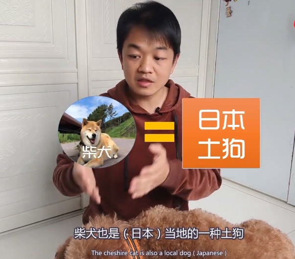 不想说崇洋媚外但中华田园犬土狗被嫌弃是谁的错