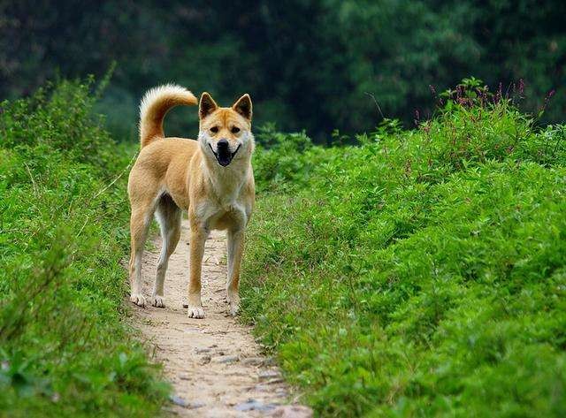 不想说崇洋媚外但中华田园犬土狗被嫌弃是谁的错