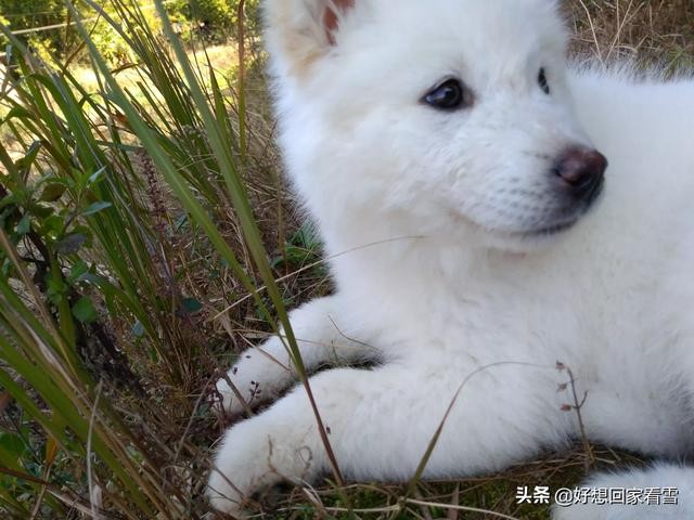 田园犬为什么不能做宠物犬？