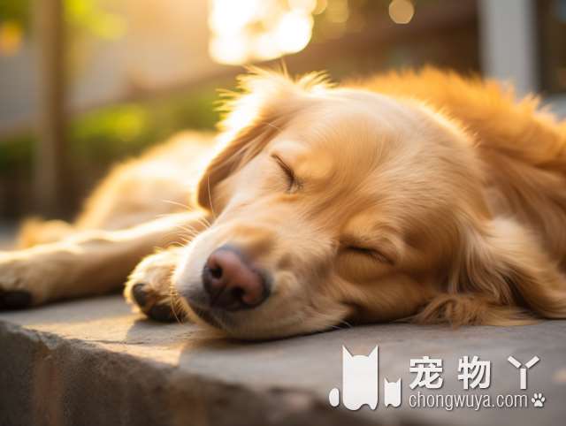 蝴蝶犬喂养指南