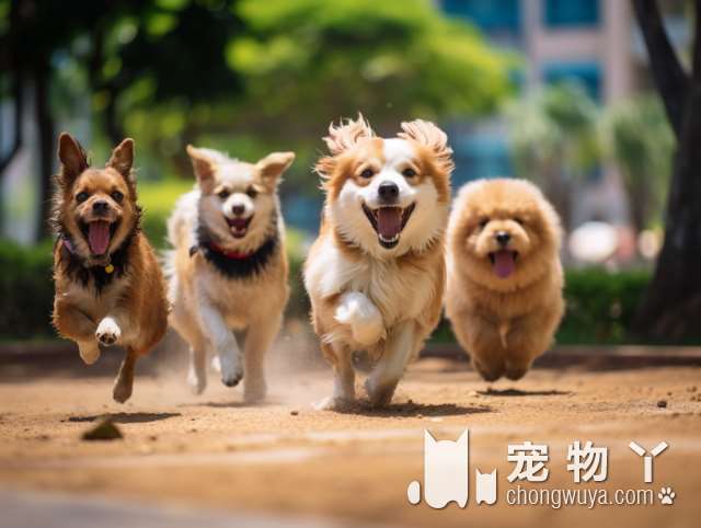 与大麦町犬相似的犬种有哪些？