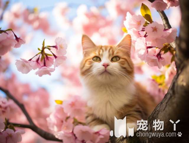 宁波派多格宠物的猫房有多吸引人?