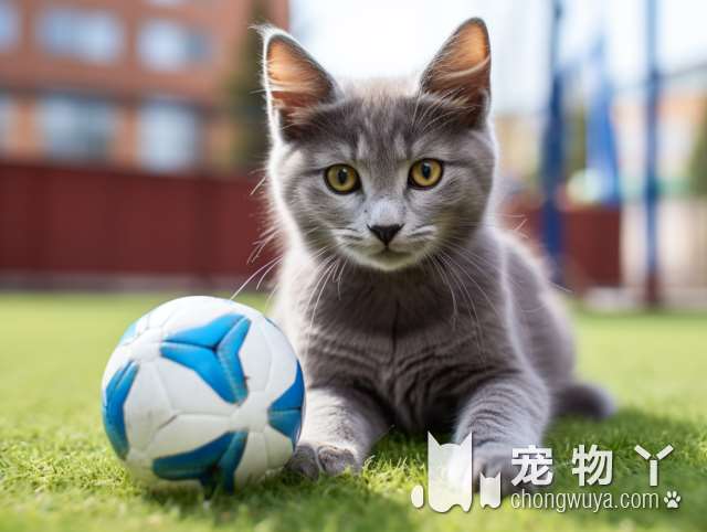 斯芬克斯猫的称号？